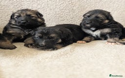 German Shepherd dogs for sale: 💛 German Shepherd Puppies – Full Pedigree Parents - Image 13
