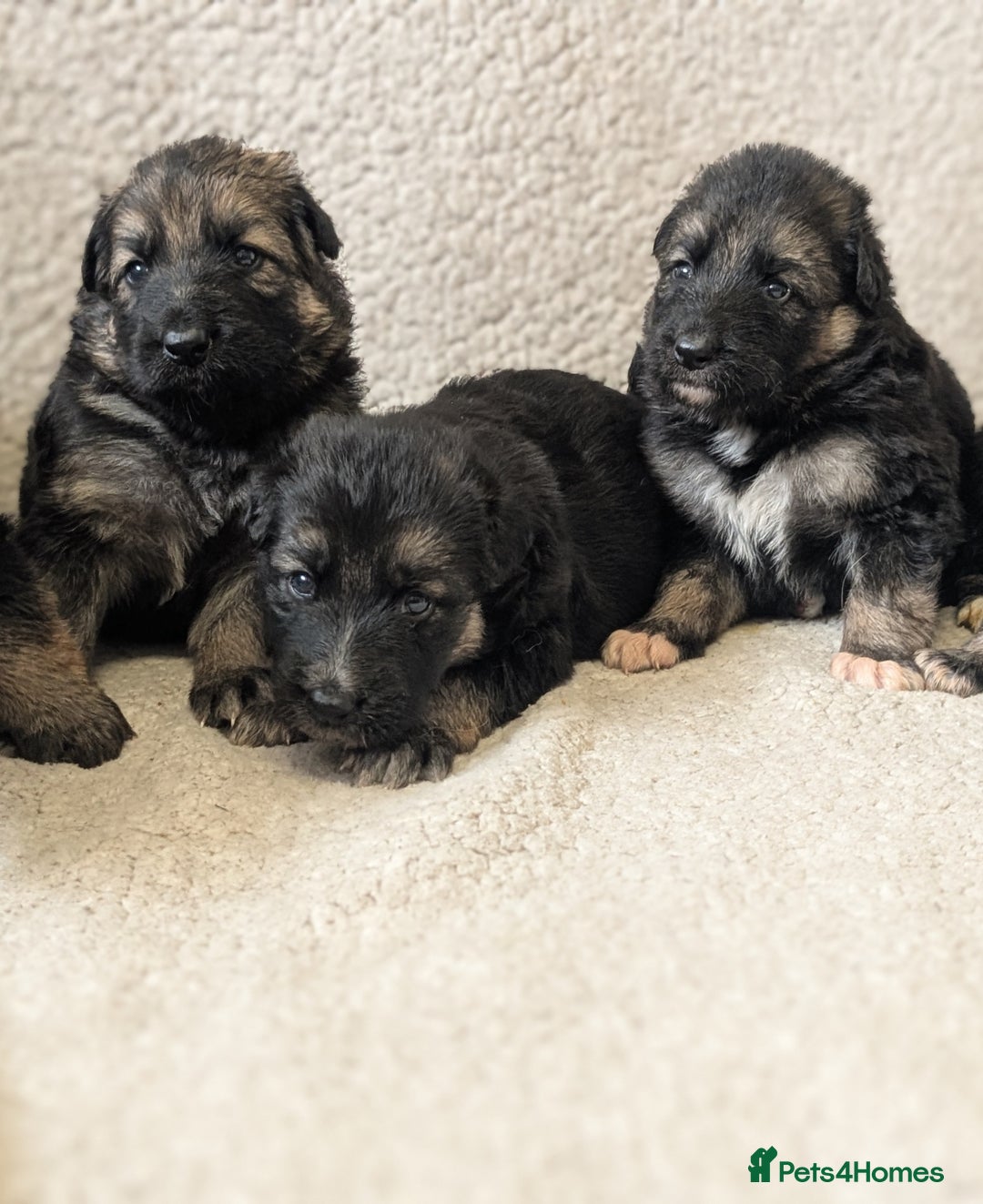 German Shepherd dogs for sale: 💛 German Shepherd Puppies – Full Pedigree Parents - Image 13
