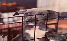 American Bull Staffy dogs for sale: American Blue Staff Pups For Sale. - Image 2
