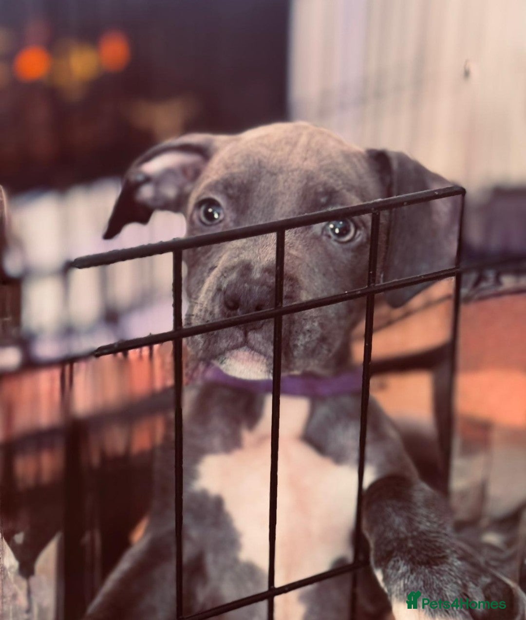 American Bull Staffy dogs for sale: American Blue Staff Pups For Sale. - Image 2