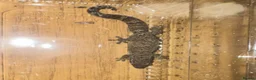 Gecko reptiles for sale: Large selection of lizards available for rehome - Advert 6