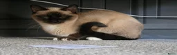 Siamese cats for sale: Siamese  - Advert 2