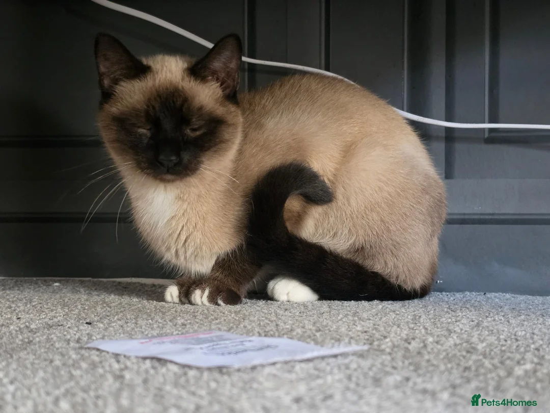 Siamese cats for sale: Siamese  - Advert 2