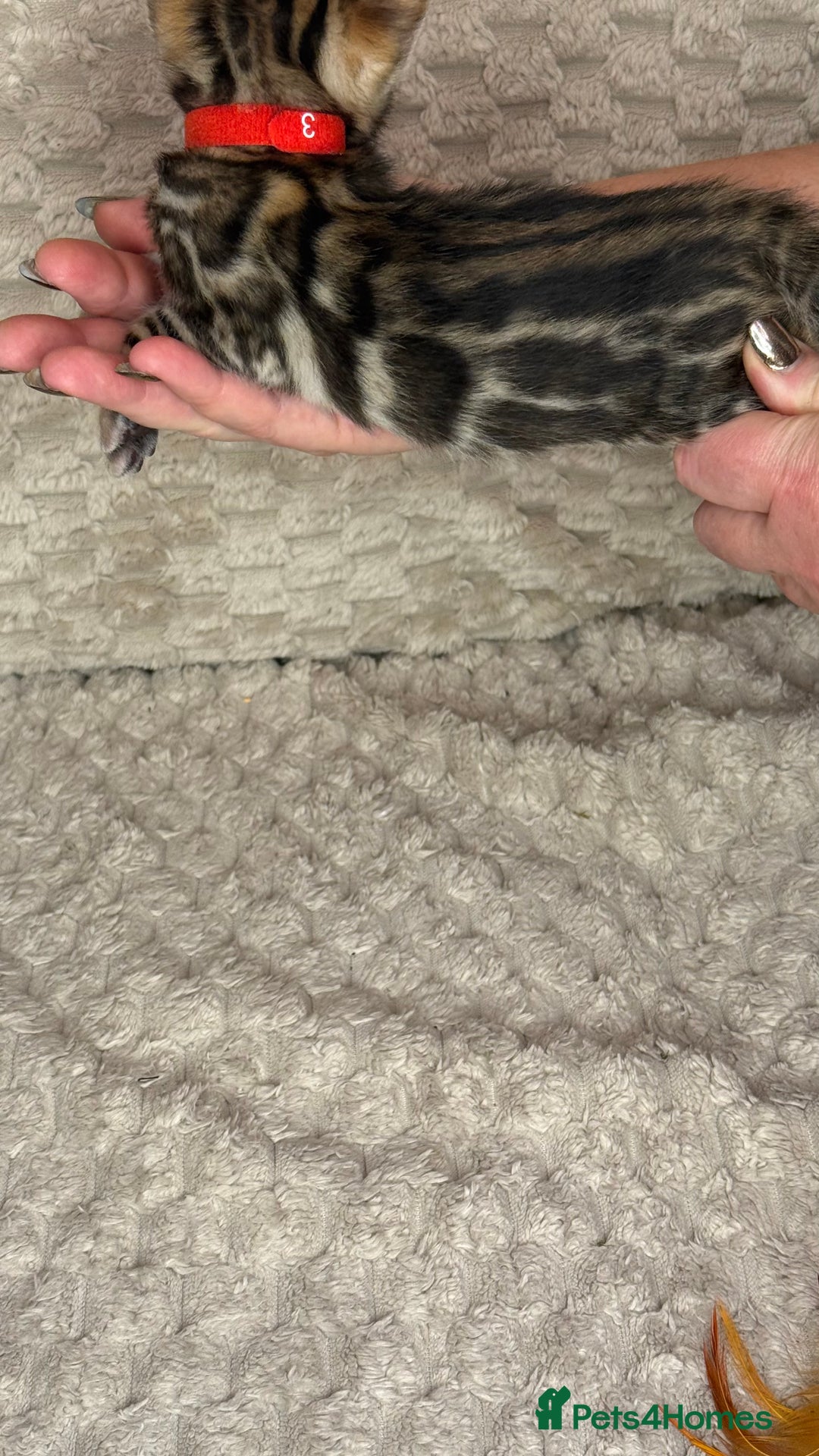 Bengal cats for sale: Pure Bengal kittens for sale  - Advert 30