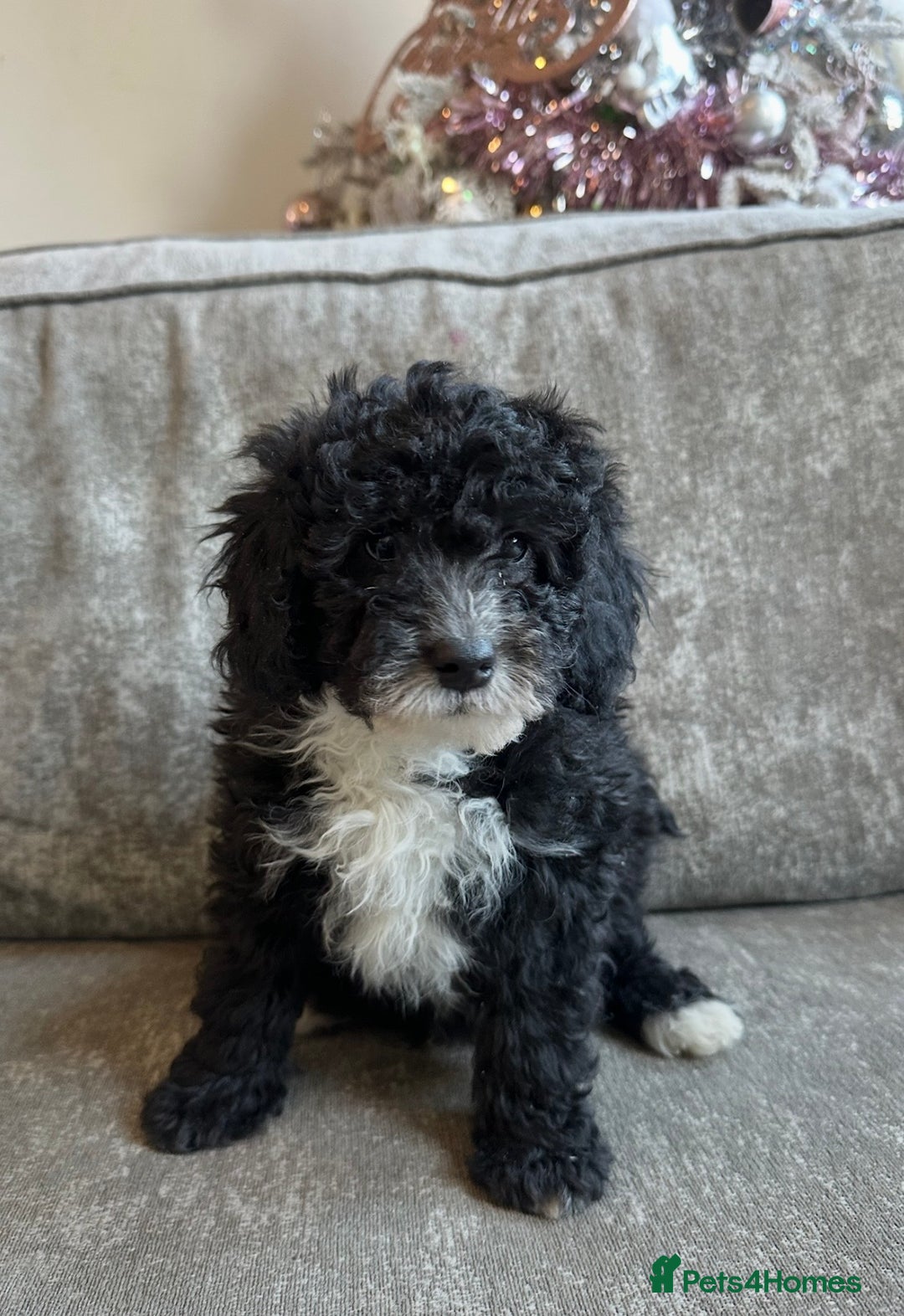 Cavapoo dogs for sale: Beautiful Cavapoos’s  - Advert 16