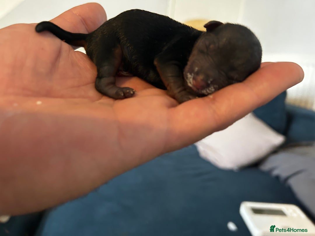 Yorkshire Terrier dogs for sale: Tiny Yorkshire terrier puppies  - Advert 10