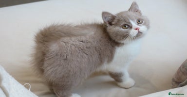 British Shorthair cats - Advert 15