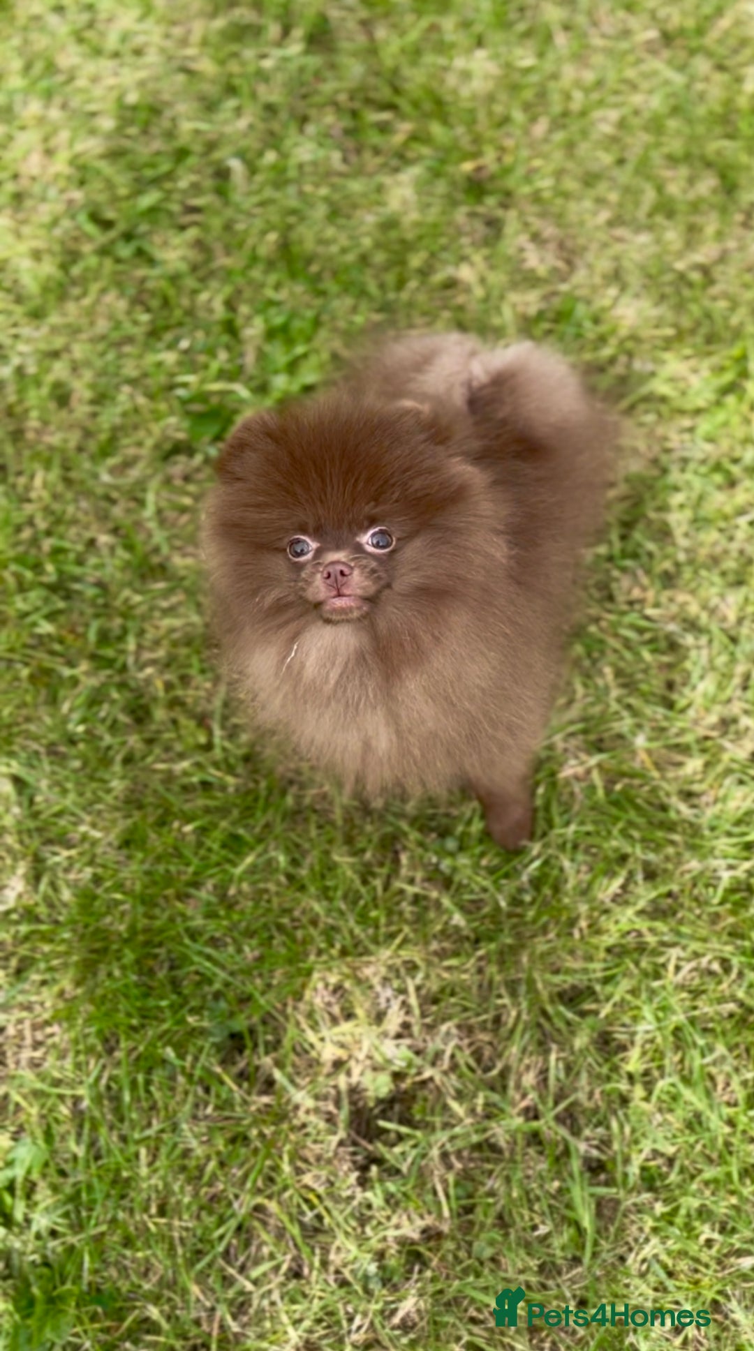 Pomeranian dogs for sale: Kc registered Pomeranian puppies - Image 1