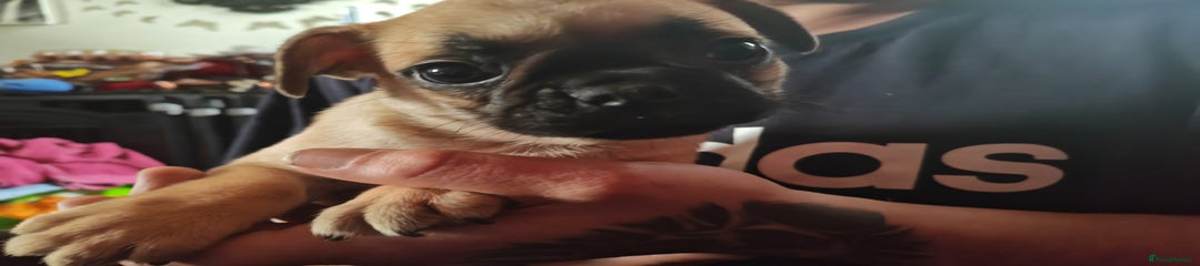 Frug Puppy 6