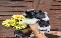 Shih Tzu dogs for sale: Beautiful shitzu puppies for sale - Image 12