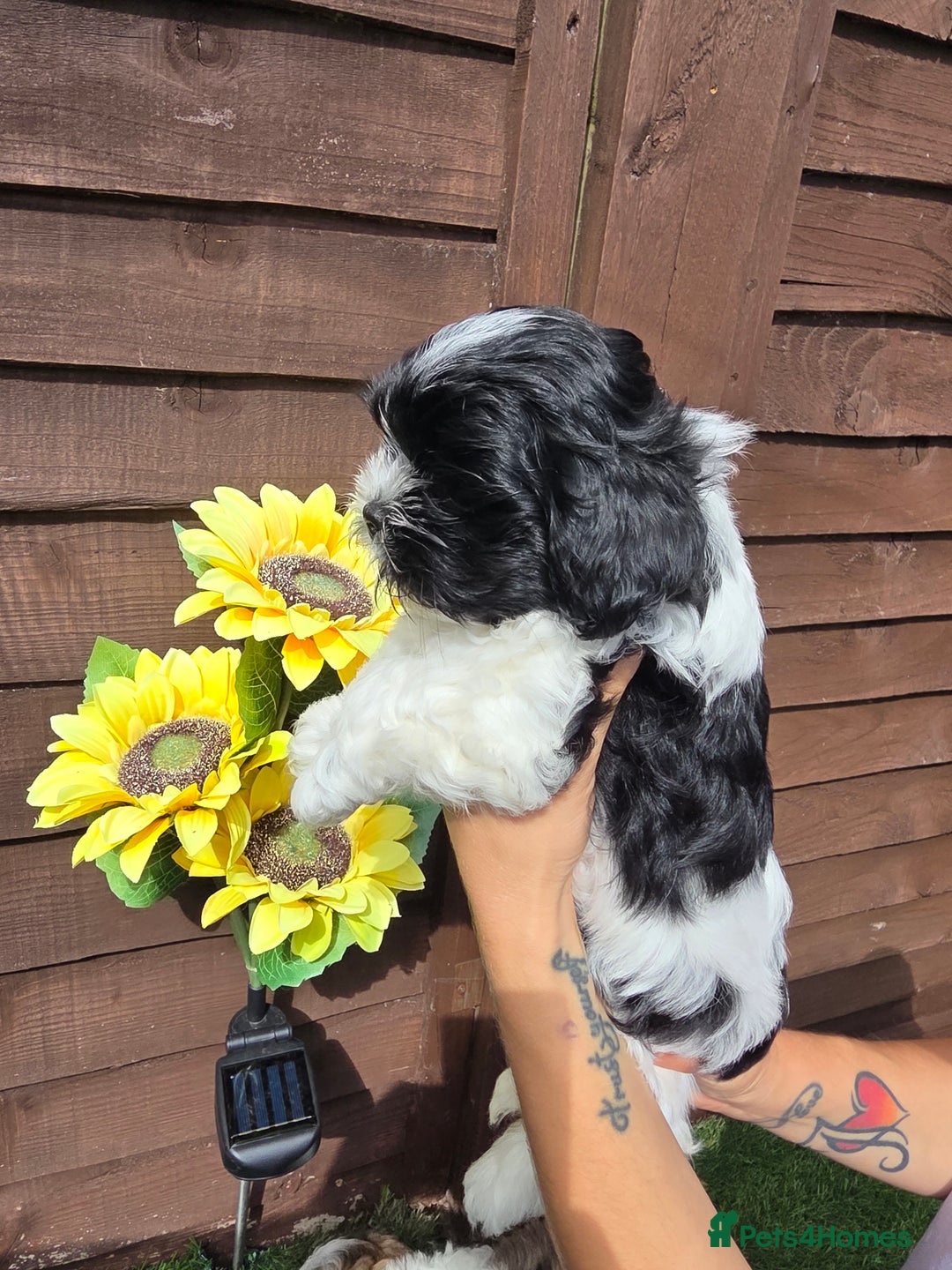 Shih Tzu dogs for sale: Beautiful shitzu puppies for sale - Image 12