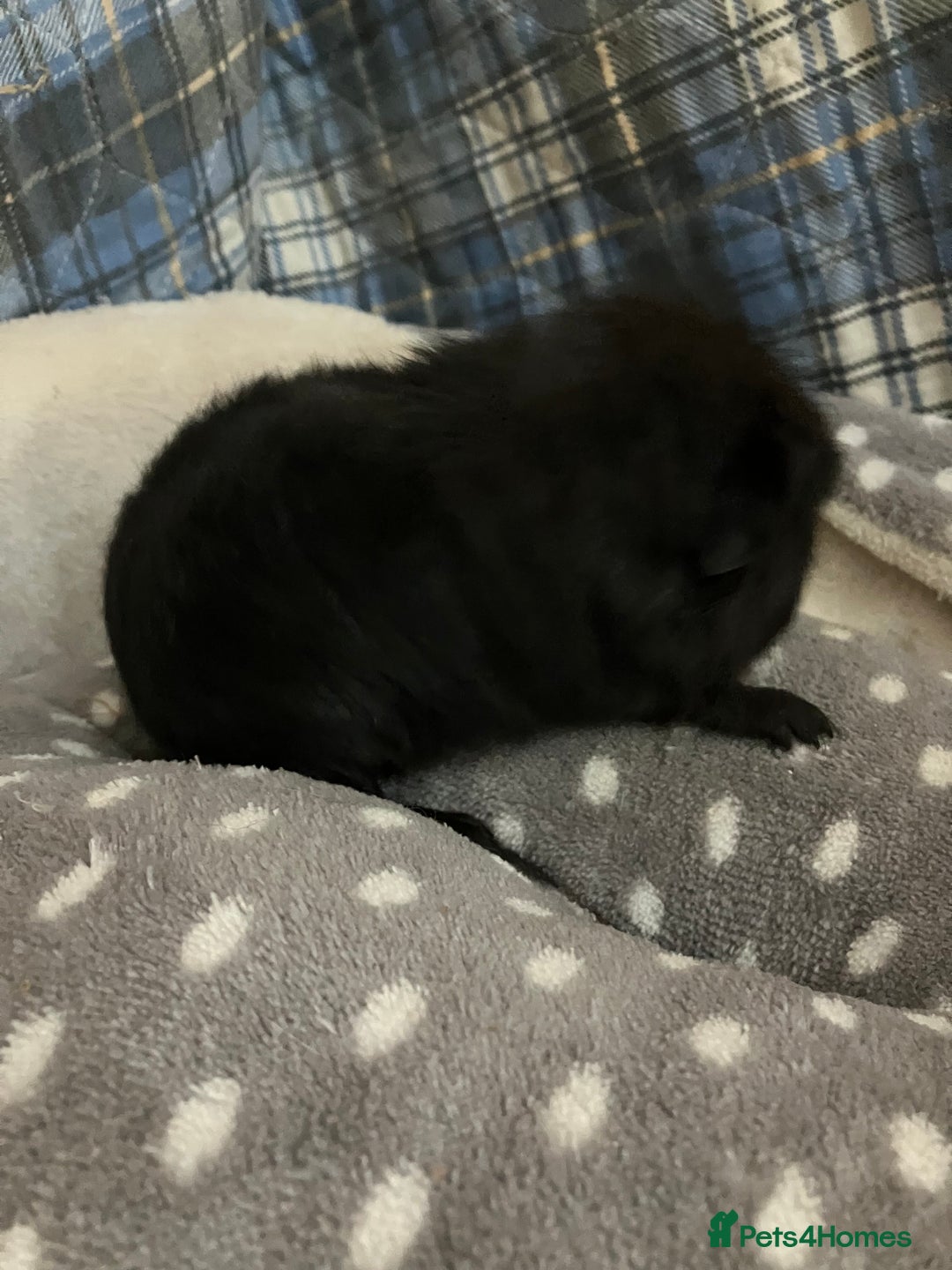 Guinea Pig rodents for sale: Lots of lovely baby boys  - Advert 7