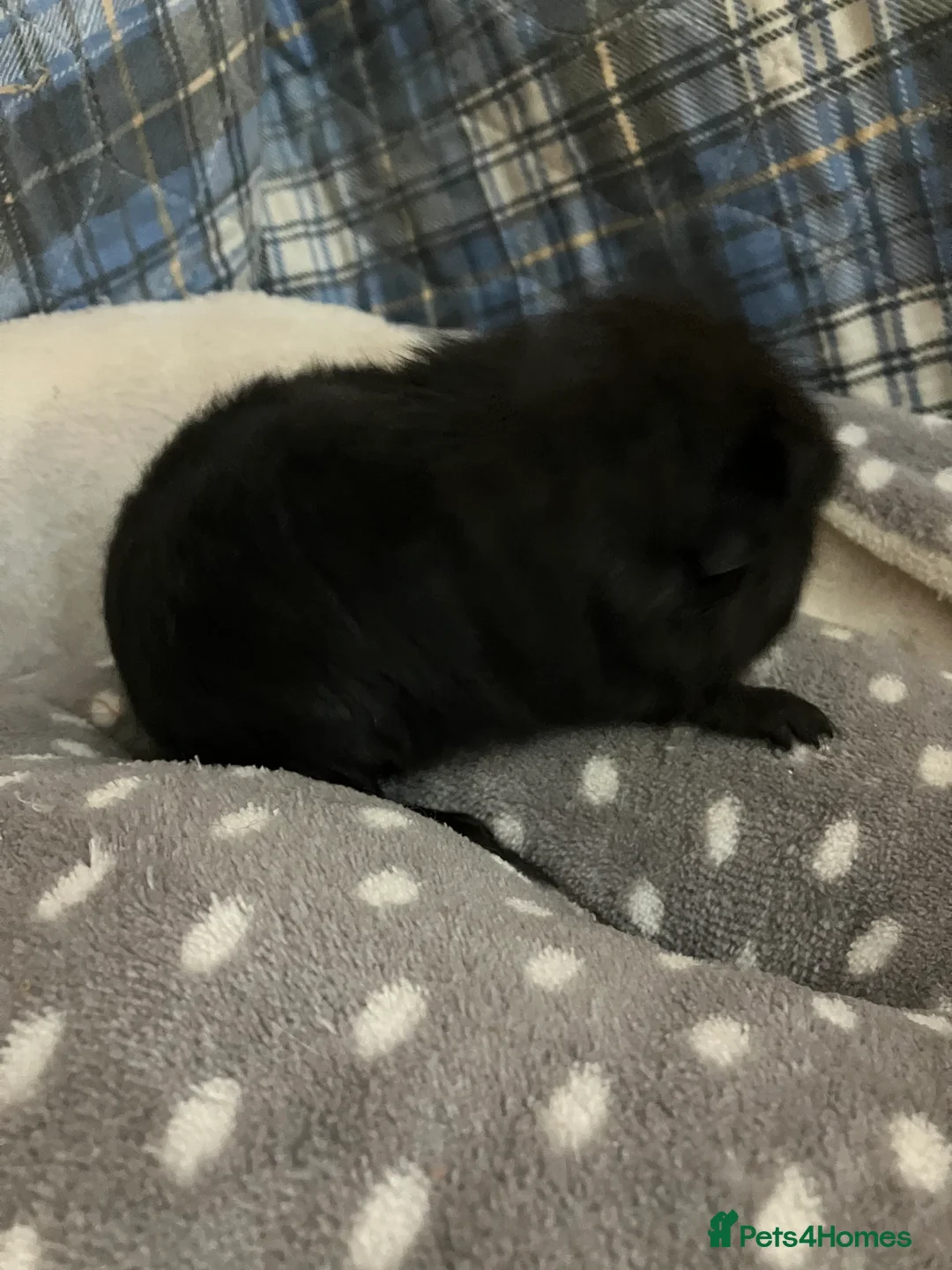 Guinea Pig rodents for sale: Lots of lovely baby boys  - Advert 16
