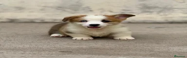 Welsh Corgi Pembroke 1
