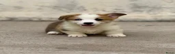 Welsh Corgi Pembroke dogs for sale: Welsh Pembroke Corgi puppies  in Workington - Advert 6