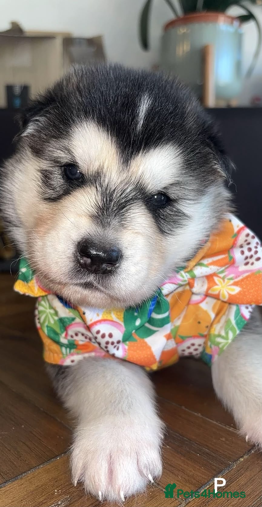 Siberian Husky dogs ​Beautiful Siberian Husky Pups Born Eclipse Night - Advert 2