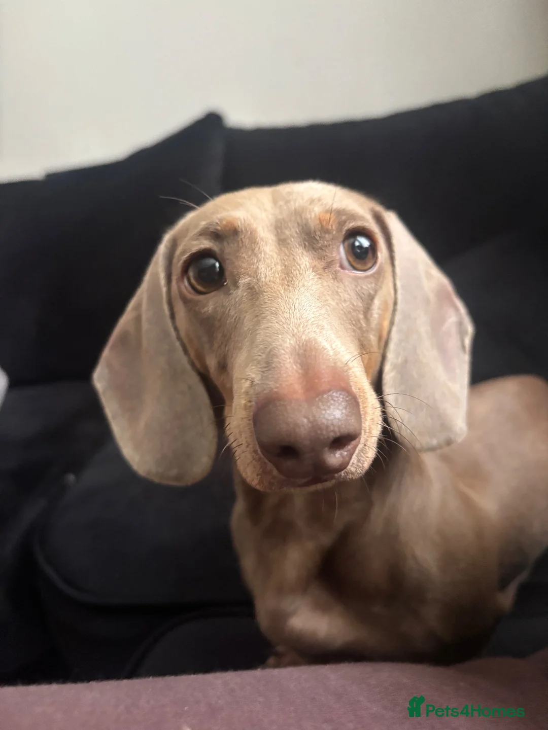 Mixed Breed dogs for sale: Mauxie  - Advert 1
