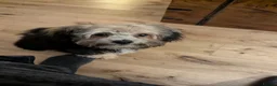 Zuchon dogs for sale: Adorable puppy in Farnham - Advert 3