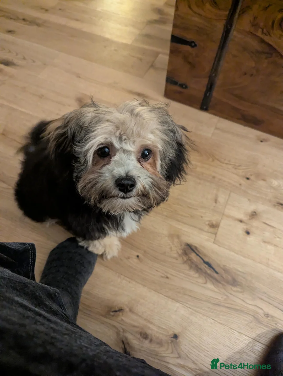 Zuchon dogs for sale: Adorable puppy in Farnham - Advert 3