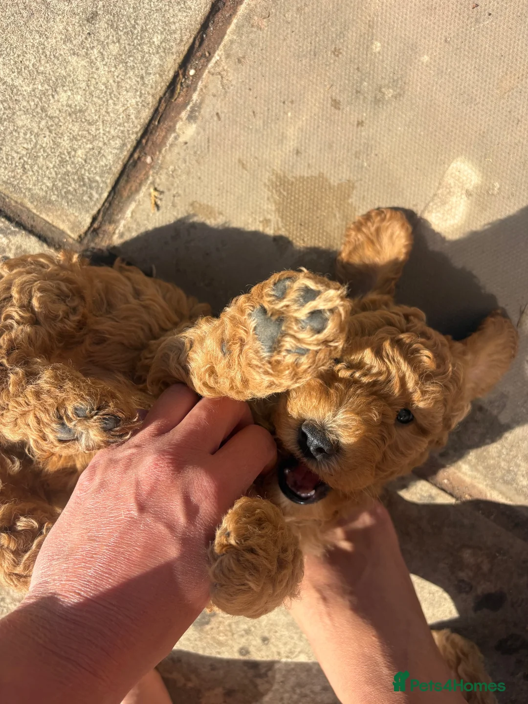 Labradoodle dogs for sale: Miniature labradoodle x toy poodle  - Advert 2