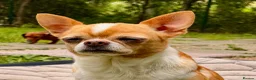 Chihuahua dogs for adoption: RHONDA – Chihuahua - Advert 6