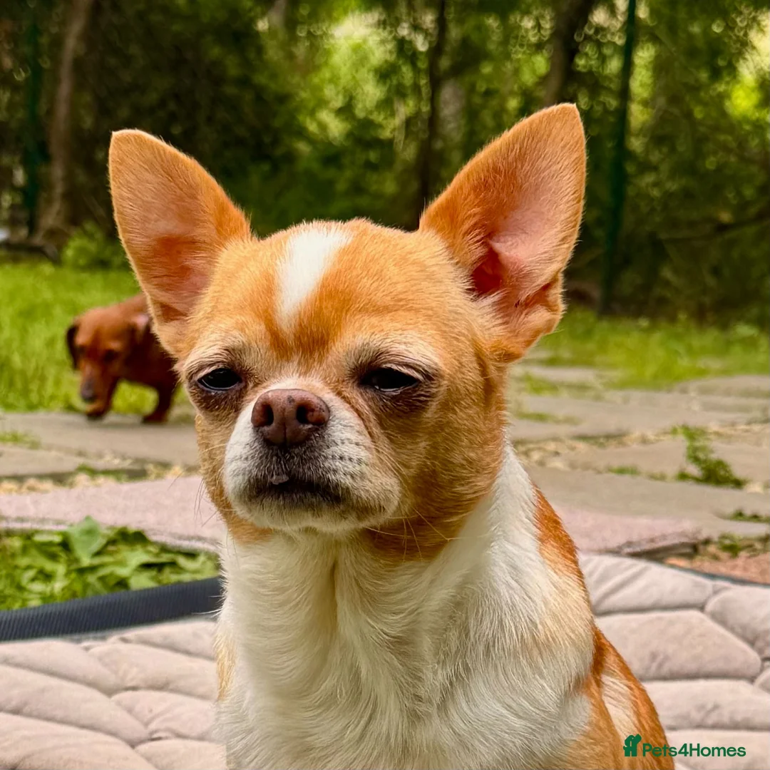 Chihuahua dogs for adoption: RHONDA – Chihuahua - Advert 6