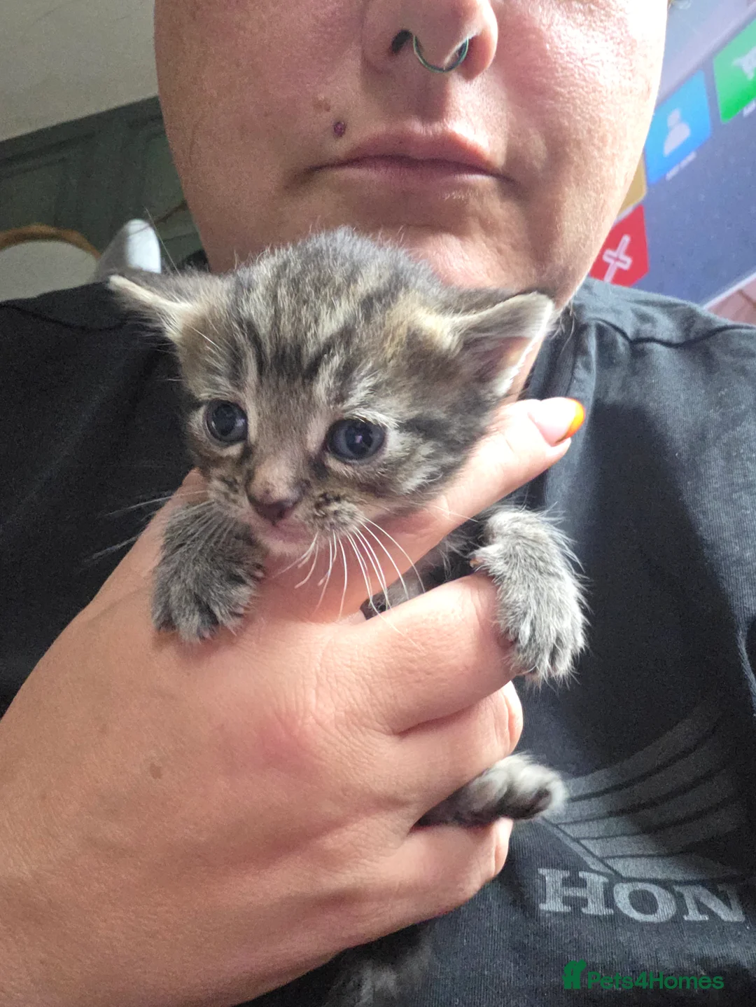 Mixed Breed cats for sale: Litter mixed breed  - Advert 2