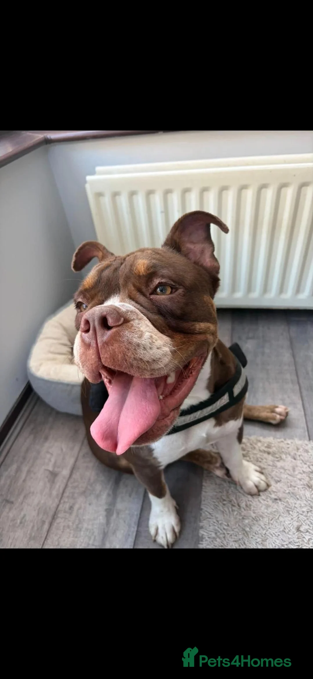 English Bulldog dogs for sale: Beautiful willow - Advert 8