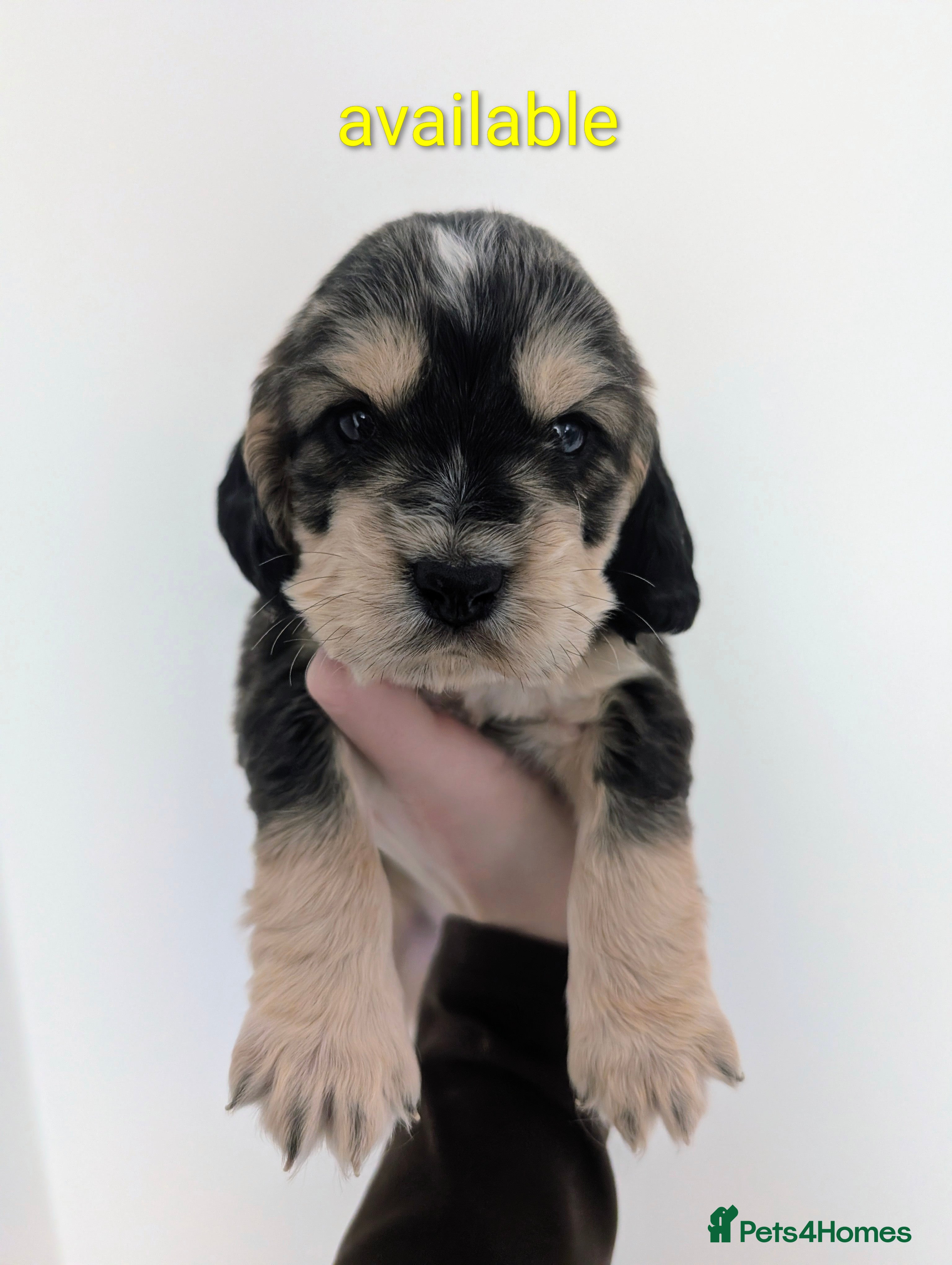 Cocker Spaniel dogs *ONLY2 girls left*Gorgeous cocker spaniel puppies! - Advert 5