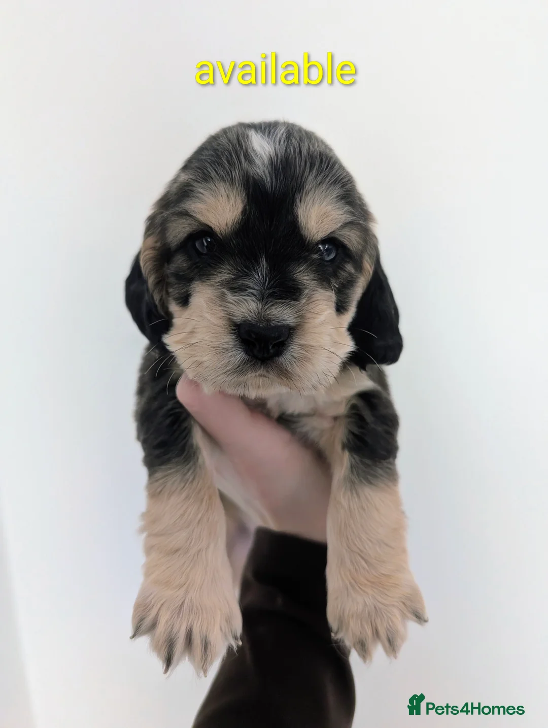Cocker Spaniel dogs for sale: ❌❌Gorgeous cocker spaniel puppies! - Advert 1
