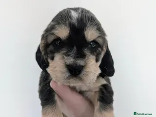 Cocker Spaniel dogs *ONLY2 girls left*Gorgeous cocker spaniel puppies! - Advert 5