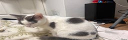 Domestic Shorthair cats for sale: Grey & White Domestic Shorthair Cat for Sale - - Advert 2