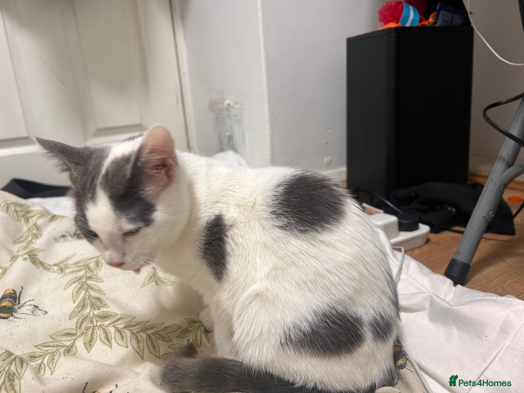 Domestic Shorthair cats for sale: Grey & White Domestic Shorthair Cat for Sale - - Advert 2