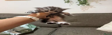 🩷 Girl one is a gorgeous silver tabby