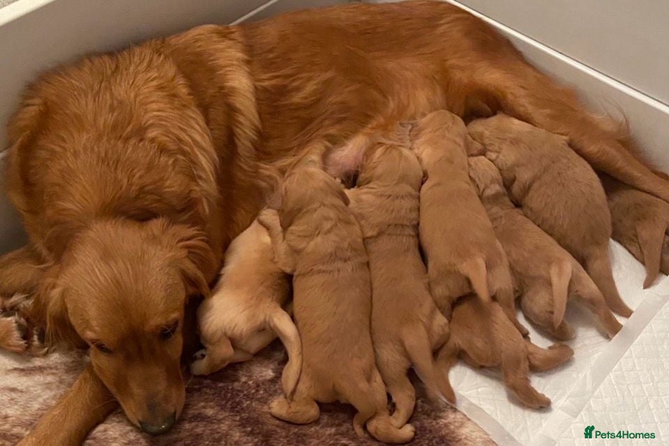 Golden Retriever dogs Gorgeous red golden retrievers  - Advert 13