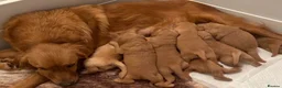 Golden Retriever dogs for sale: Gorgeous red golden retrievers  - Advert 1