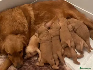 Golden Retriever dogs Gorgeous red golden retrievers - Advert 13