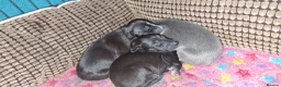 Whippet dogs for sale: Whippet puppies ready to reserve - Advert 13