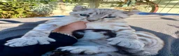 Keetso cats for sale: Superb polydactyl curled eared Keetso kittens.  - Advert 19