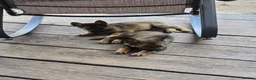 Mixed Breed dogs for sale: Belgium shepherd puppies  - Advert 32
