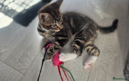 Mixed Breed cats for sale: Three lovely kittens are looking for forever home - Image 11
