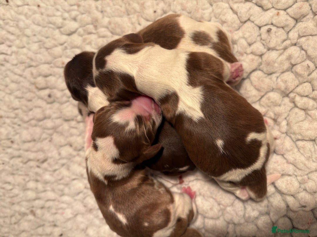 Cocker Spaniel dogs for sale: Exceptionally bred health tested KC Reg Cocker pup - Advert 3