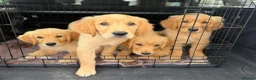 Golden Retriever dogs for sale: KC Golden Retriever Puppies-Health Tested Parents - Advert 3
