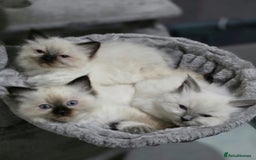 Ragdoll cats for sale: Ragdoll boys for new homes - Image 1