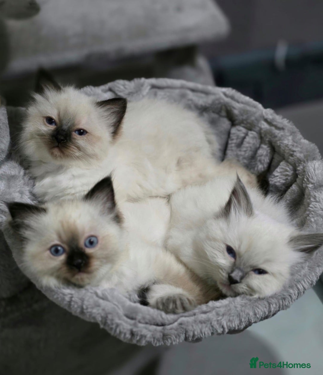Ragdoll cats for sale: Ragdoll boys for new homes - Image 1