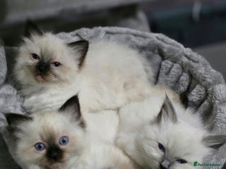 Ragdoll cats - Advert 2