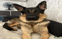 German Shepherd dogs for stud: German Shepherd for Stud - Image 11