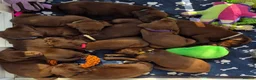 Labrador Retriever dogs for sale: Ready Now Exceptional 0/0 KCReg Chocolate Labrador - Advert 12
