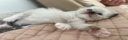 Ragdoll cats for sale: Stunning pure ragdoll kittens - Advert 12