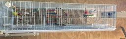 Budgerigars birds for sale: Pair of budgies - Advert 1